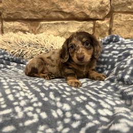 Levi - Dapple male Dachshund puppy in Stilwell, Oklahoma from B & K Dachshunds