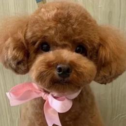 Peachys - Poodle