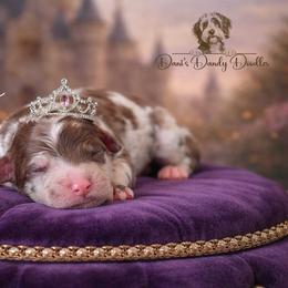 Dutchess - Red merle female Aussiedoodle puppy in Roebuck, South Carolina from Dani's Dandy Doodles