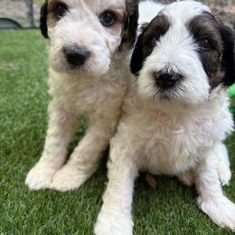 Bernedoodle puppies from Sassy Bob’s Dogs