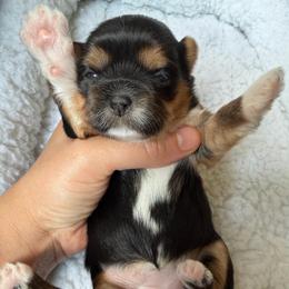Peppa - female Shih Tzu puppy in Kettering, Ohio from The Ruff Life Tribe