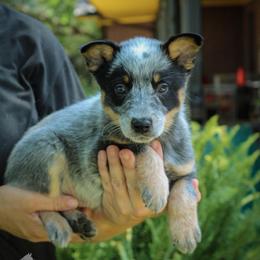 -Girl 5 - Blue mottled female Australian Cattle Dog puppy in Kaufman, Texas from Emberwick Ranch