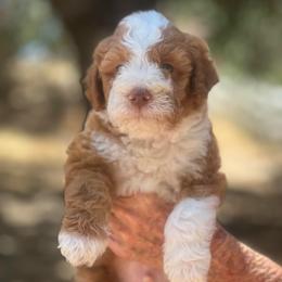 Harry - male Australian Mountain Doodle puppy in Temecula, California from Country Hills Doodles