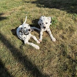 Lika - White and black female Dalmatian puppy in Albuquerque, New Mexico from Renov Dalmatian Plantation