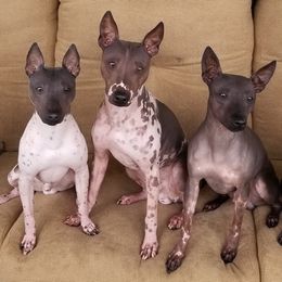 American Hairless Terriers from Nekkid Ambition AHT's