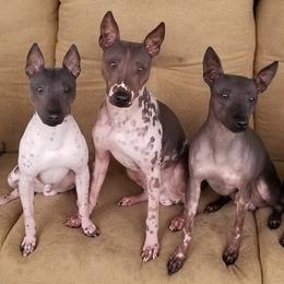 American Hairless Terriers from Nekkid Ambition AHT's