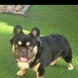 Grizzly - French Bulldog