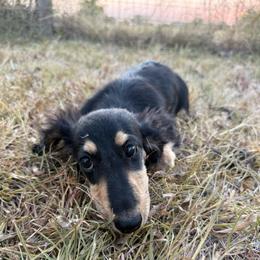 Ozzy - Black and cream male Dachshund puppy in Krum, Texas from AG Dachshunds