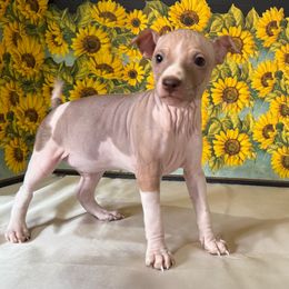 Robo - Red and white male American Hairless Terrier puppy in Buckingham, Illinois from Gaus Hof