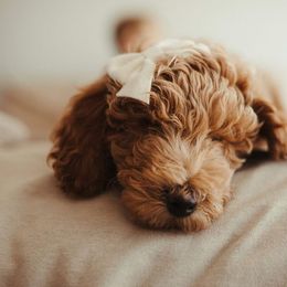 Goldendoodle Puppies from Doodle Paws Az