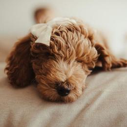 Goldendoodle Puppies from Doodle Paws Az