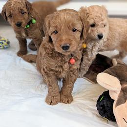 Double Doodle and Goldendoodle Puppies from Big Red Paw Doodles
