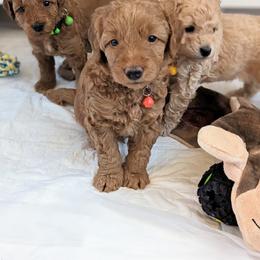 Double Doodle and Goldendoodle Puppies from Big Red Paw Doodles