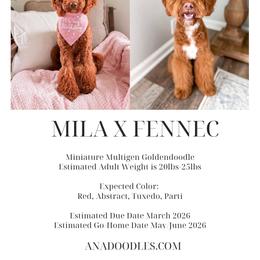 Goldendoodle puppies from A.N.A. Doodles