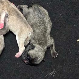 Brindle Boy - Brindle male Pug puppy in Tulsa, Oklahoma from Locust Creek Pugs & Japanese Chin's