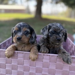 Cavalier King Charles Spaniels and Cavapoos from Woofery de Arana