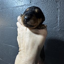 Miss Yellow - Black and tan female Airedale Terrier puppy in Mooresville, North Carolina from Farm 55
