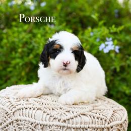 Porsche - Black and white female Bernedoodle puppy in Tucson, Arizona from Sun Valley Goldendoodles