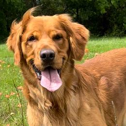 June - Golden Retriever