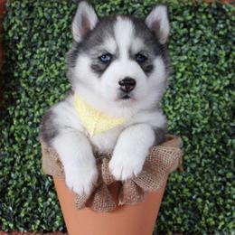 Yellow - Black and white female Siberian Husky puppy in York, Pennsylvania from Spalla Pups