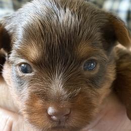 Cocoa - Chocolate and tan female Yorkshire Terrier puppy in C Leveland, Tennessee from Wagsly Yorkie Puppies