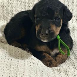 Copper - Phantom male Poodle puppy in Travelers Rest, South Carolina from Cotton Top