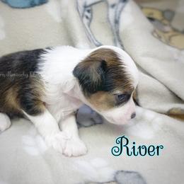 Chihuahua and Chinese Crested Puppies from Western Kentucky Chihuahua’s and Chinese Crested’s