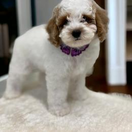 Poodle Puppies from Dave Poodles