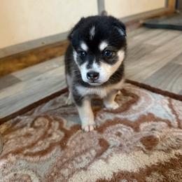 Girl 3 - Black and white female Alaskan Klee Kai puppy in Beverly Hills, Florida from Lucky Charm Klee Kai