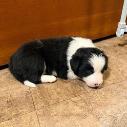 Sweet Pea - Black and white female Border Collie puppy in Lebanon, Oregon from Cahill’s Canines