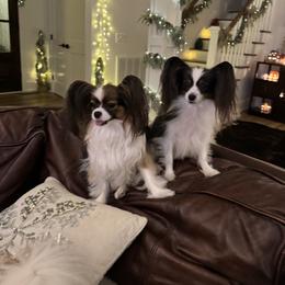 Papillon Puppies from Papillons in the Pines