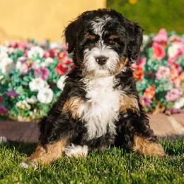 Link - Tri-color male Bernedoodle puppy in Gilbert, Arizona from Safe Havynn Doodles