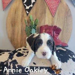 Annie Oakley - Liver white and tan female English Springer Spaniel puppy in 5 Points, Tennessee from Tenn South Springer Spaniels