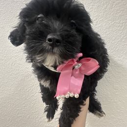 Queen - Black & white female Maltipoo puppy in Victorville, California from Boujeepups