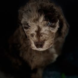 Boy 3 - Aussiedoodle puppy in Leitchfield, Kentucky from Salt River Kennels