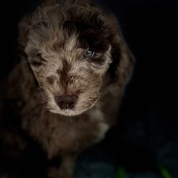 Boy 3 - Aussiedoodle puppy in Leitchfield, Kentucky from Salt River Kennels