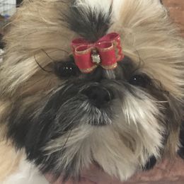 TATUM - Shih Tzu