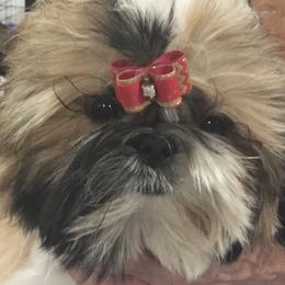 TATUM - Shih Tzu
