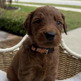 Pink - Chocolate female Goldendoodle puppy in Clermont, Florida from Da Ruba Doodles