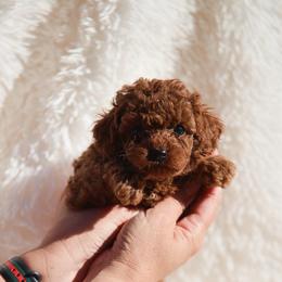 Ginger- Pink Collar - Red  female Poodle puppy in Atlanta, Georgia from Sprinkle Me Puppy