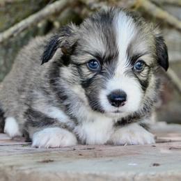 Fairy Godmother - Sable female Pembroke Welsh Corgi puppy in Valley, Washington from Corgis of the Mountain Valley