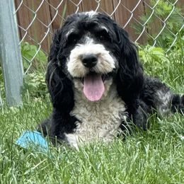 Pepper - Bernedoodle
