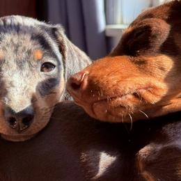Dachshund Puppies from Cold Mountain Dachshunds