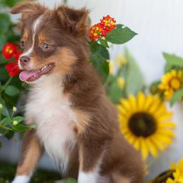 Tova - Red tri female Toy Australian Shepherd puppy in Granbury, Texas from Best Little Aussies