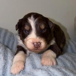 Klaus - Red tri-color male Australian Shepherd puppy in Anniston, Alabama from All Hale Aussies
