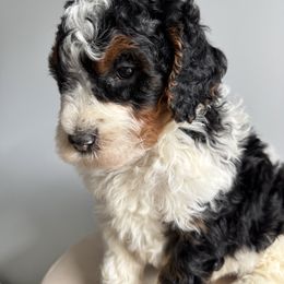 Bernedoodle, Bernese Mountain Dog, Cavalier King Charles Spaniel, and Goldendoodle Puppies from Adventure Doodles Of East TN