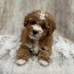 Lumi - Red  female Poodle puppy in Belleville, New Jersey from TK Poodles