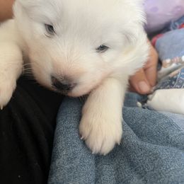 Casper - White male Samoyed puppy in Surprise, Arizona from Virgin River Samoyeds