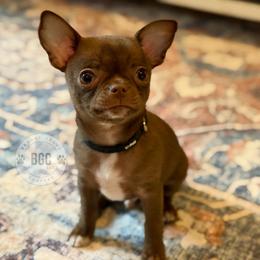 Quill - Chocolate and white male Chihuahua puppy in Forsyth, Georgia from Brooks Grove Canines LLC