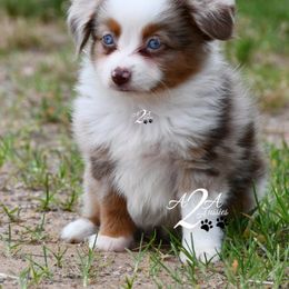 Miniature Australian Shepherd and Toy Australian Shepherd Puppies from A2A Aussies